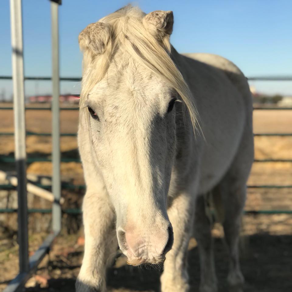 Bubblestherescuehorse
